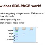 تکنیک SDS-PAGE