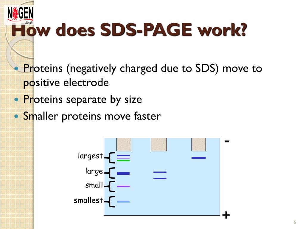 تکنیک SDS-PAGE